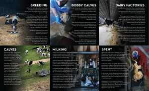 Flier pack: Deadly Dairy