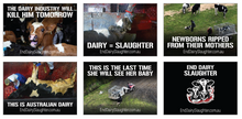 End Dairy Slaughter stickers (small, packs of 20)