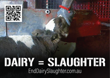 End Dairy Slaughter stickers (large)