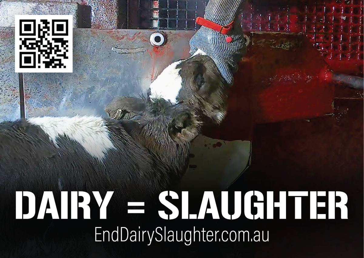 End Dairy Slaughter stickers (large) – Farm Transparency Project