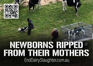 End Dairy Slaughter stickers (large)