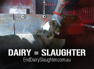 End Dairy Slaughter stickers (small, packs of 20)