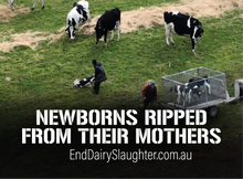 End Dairy Slaughter stickers (small, packs of 20)