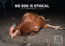 Eggs Uncaged stickers