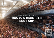 Eggs Uncaged stickers