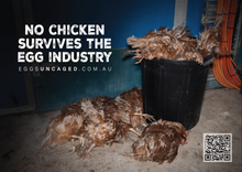 Eggs Uncaged stickers