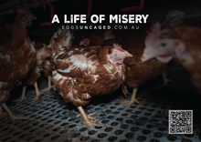 Eggs Uncaged stickers