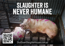 Shut Down Slaughterhouses stickers (large - new design)