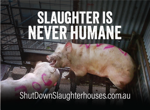 Shut Down Slaughterhouses stickers (small, packs of 20, new design)