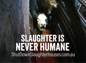 Shut Down Slaughterhouses stickers (small, packs of 20, new design)